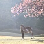 deer, cherry blossoms, fog-7124972.jpg