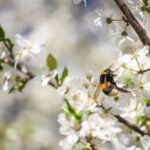 wasp, insect, cherry blossom-7126312.jpg